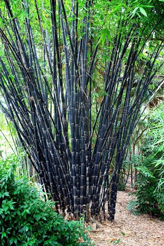 Tropical black bamboo seeds - tropical,