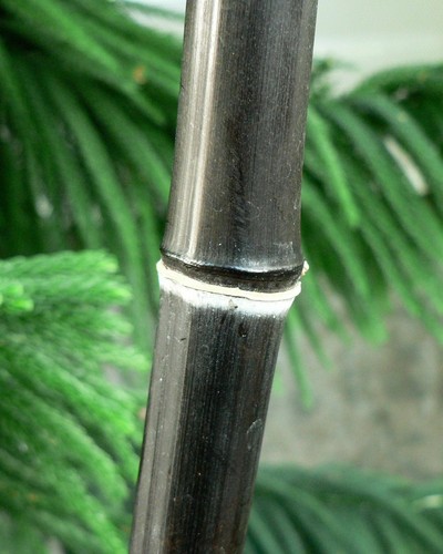 Black bamboo plant - bamboo,